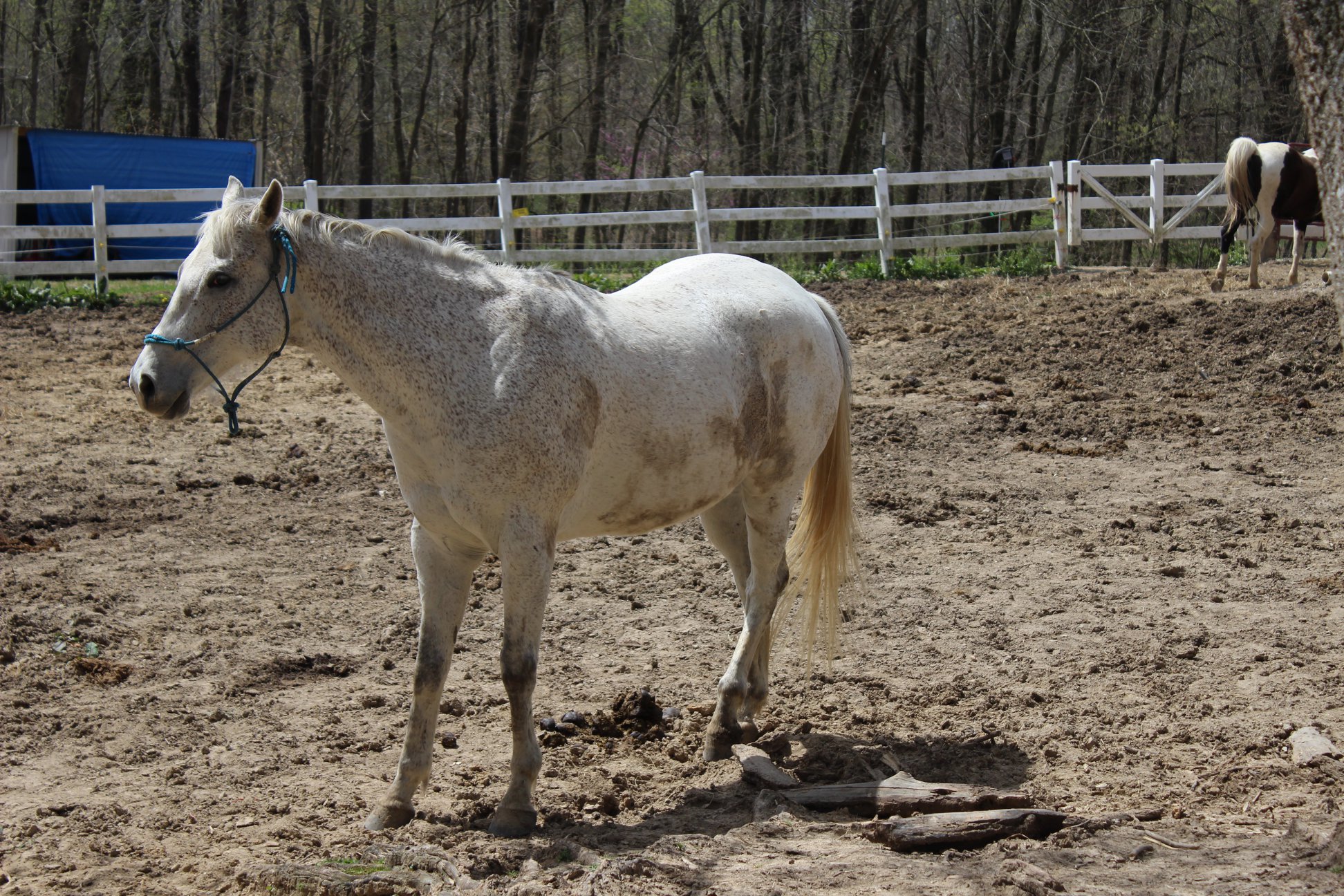 Permanent Residents – Wolf Ranch Horse Rescue